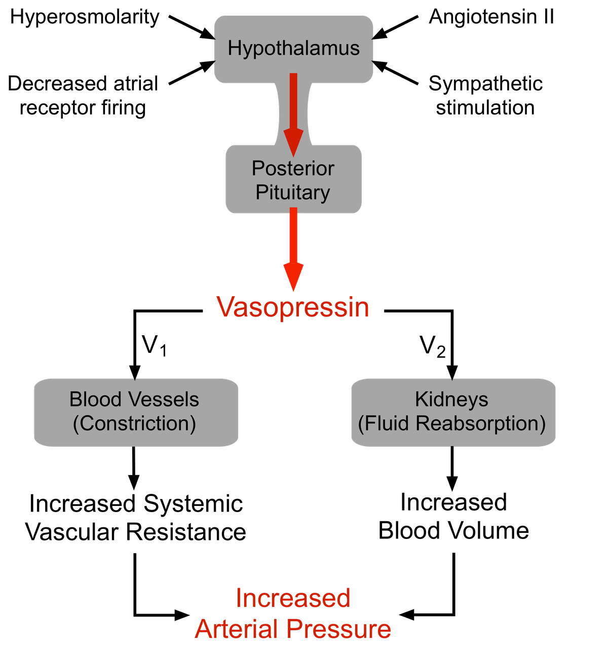 Septic shock: The Vasopressin Drip