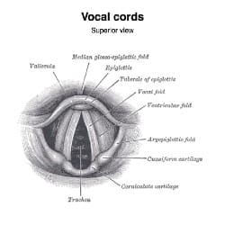 Article of the Week: Vocal Cord Dysfunction